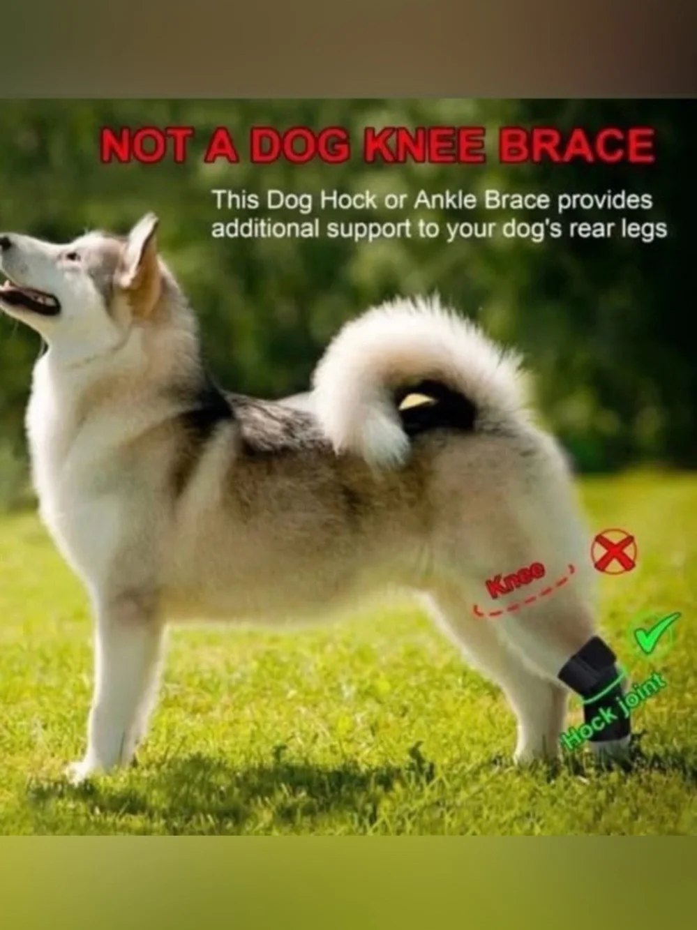 Dog Rear Hock Brace GenetGo Small S Adjustable Ankle Joint Support 1 Count